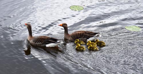 ������ �����