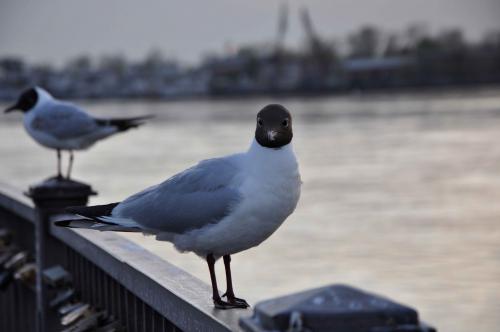 �� ������