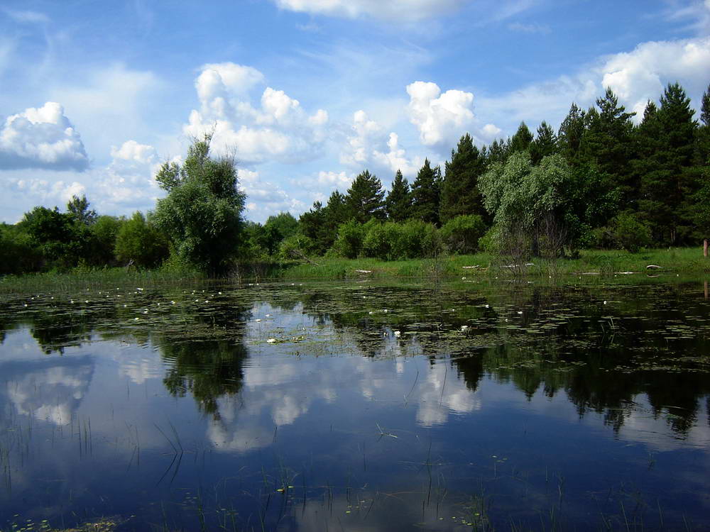 Озеро среднее озерное. Лесное озеро Мордовия. Озеро Лесное Омск. Лесные озёра средней полосы России. Озеро Инерка.