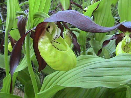 ������� ��������