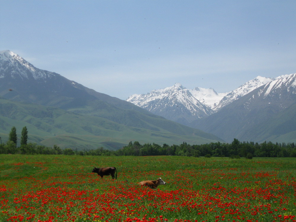 Таджикистан горы весной