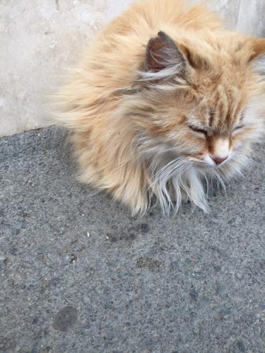 ��������� �������������