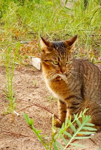 ����� �����