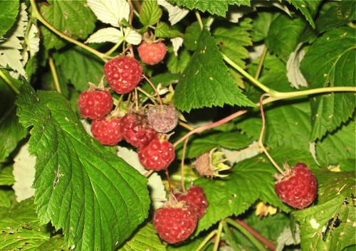 ������ ������