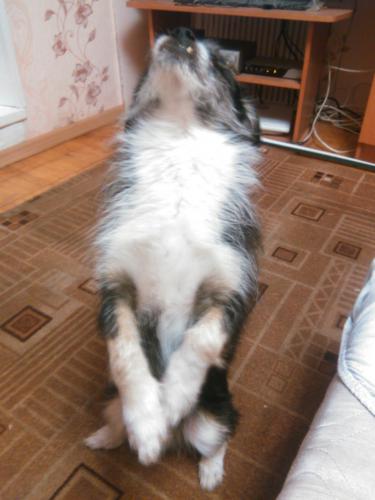 ������ ��������