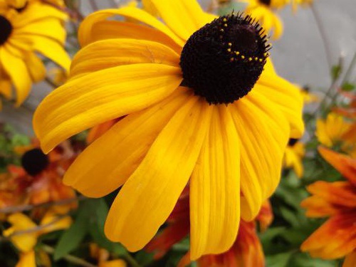 ������ � �������