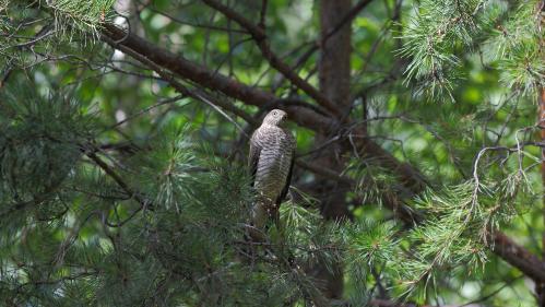 ��������� ������