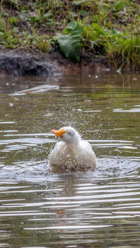 ��������� ����