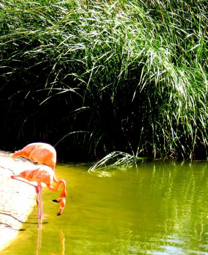 ������� ��������