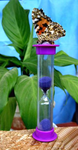 ������� ����� �������  ����� ����