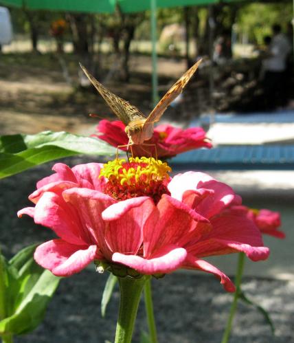 �������  �������