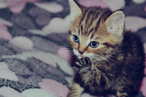 ��������� �������