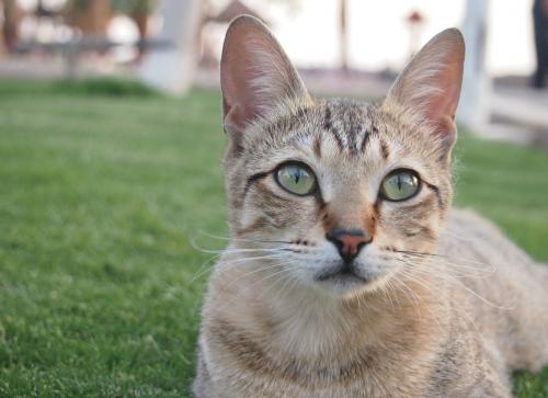 ���������� ����� 