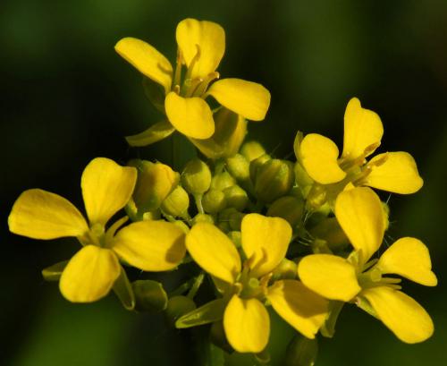 �������� �����