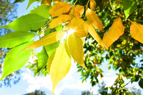 ������� �����