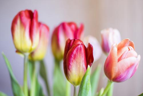 RedTulips01