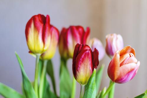 RedTulips02