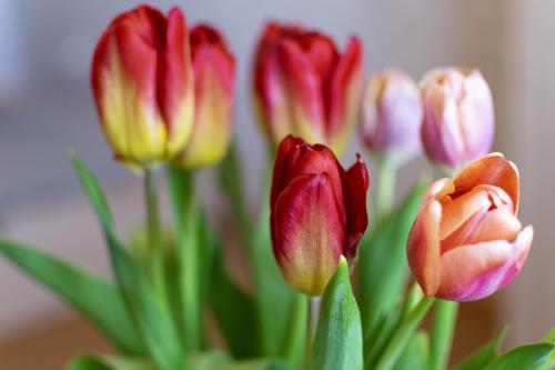 RedTulips03