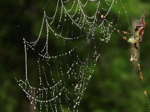 ����������� �������