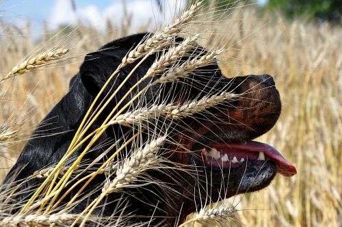 ��� ����� ���� ��� ��������� �� ��� 