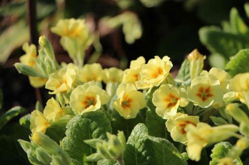 ������ �������