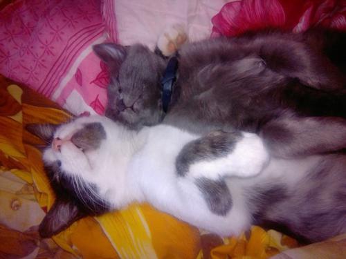 ���� ������� �������