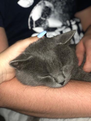 ���� ������� ����