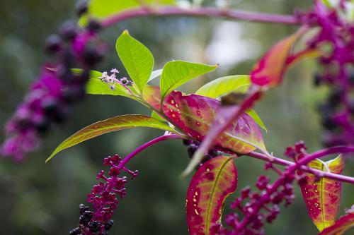 ����� �����