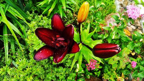 ������ ����������