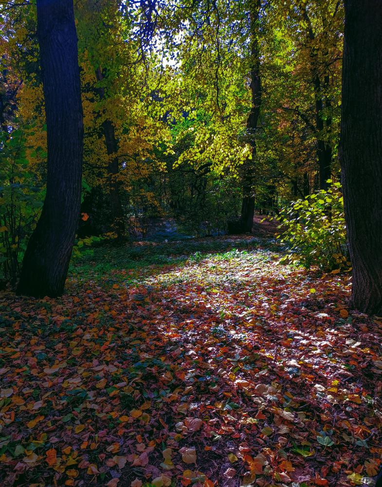 Осенняя Красота Фото