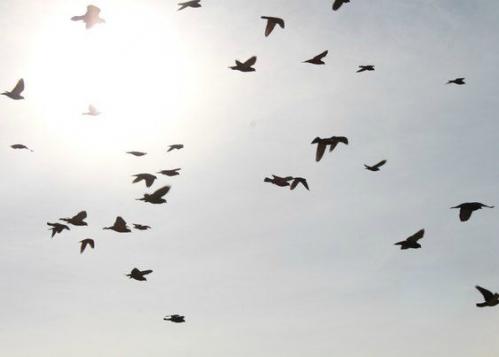 ����� �������