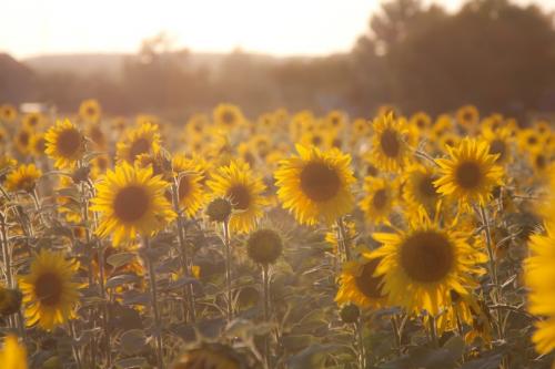 ������������� ����