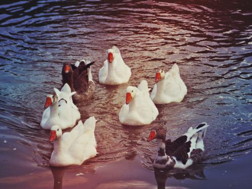 ����-������ ���� �����������