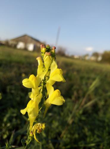 ������� ����