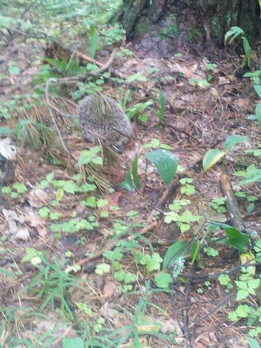 ������ ����� ����