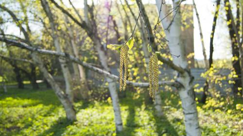 ������� �������