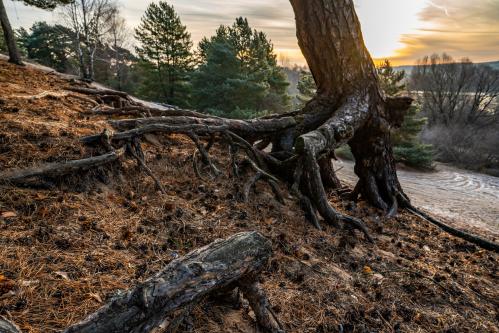 ��� ��� ������