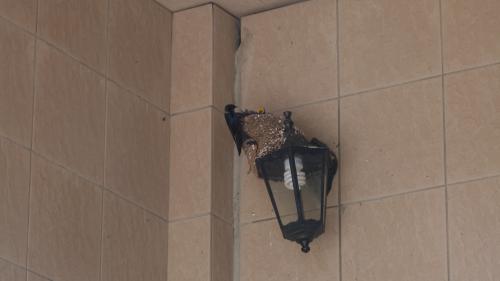 ����� �����