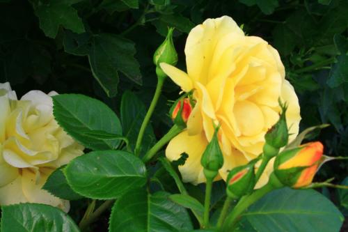 yellow rose