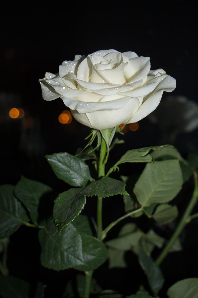 Белая Роза Фото Картинки
