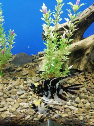 ��������� ��� 1