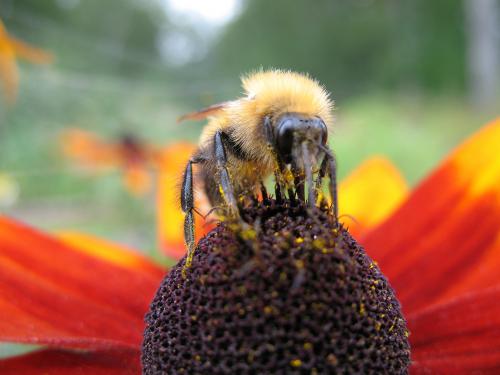 ������ ������