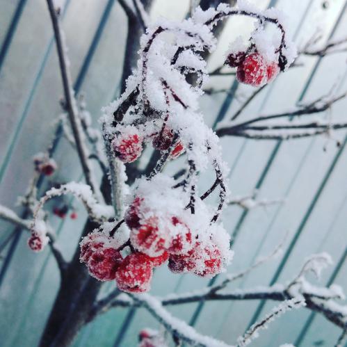 ������ ������