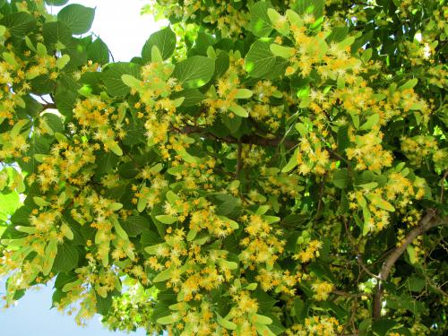 ���� �������