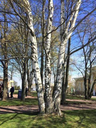 ��� ������