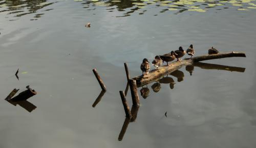 �� ������-������ �����������