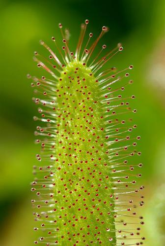 drosera regia