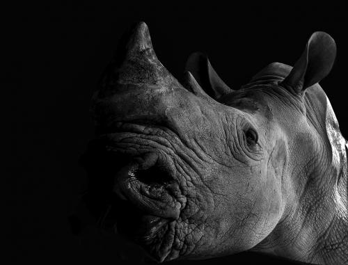 Rhinoceros
