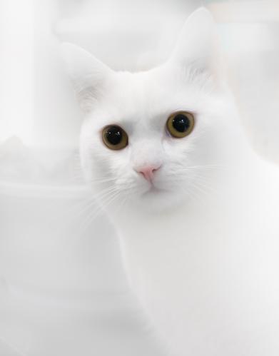 ��� ��� ���������