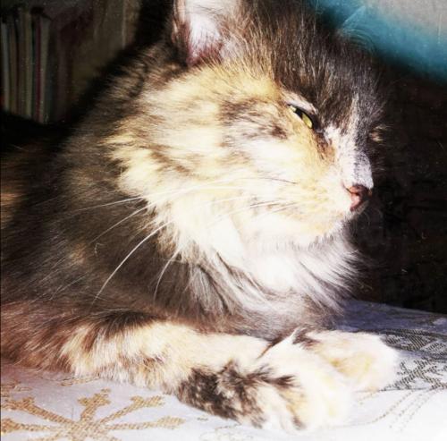Королева кошка